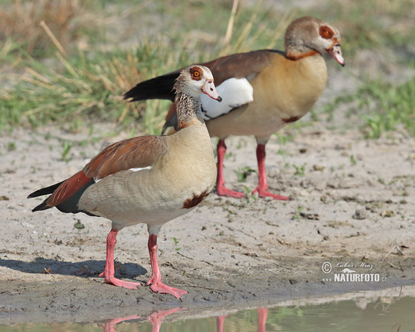 Husa egyptská (Alopochen aegyptiacus)