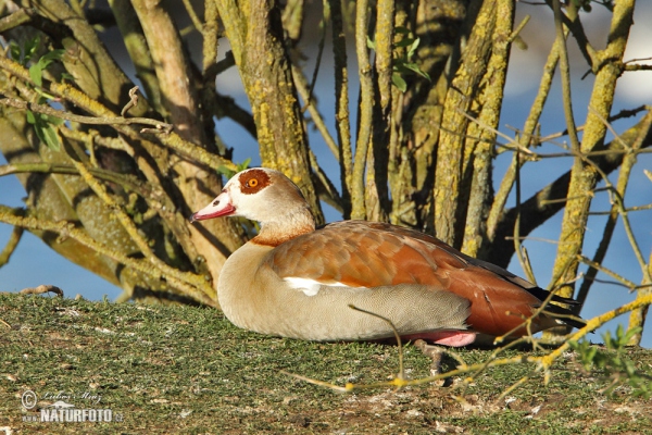 Husa egyptská (Alopochen aegyptiacus)