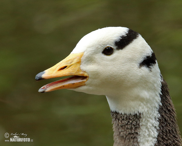 Husa indická (Anser indicus)