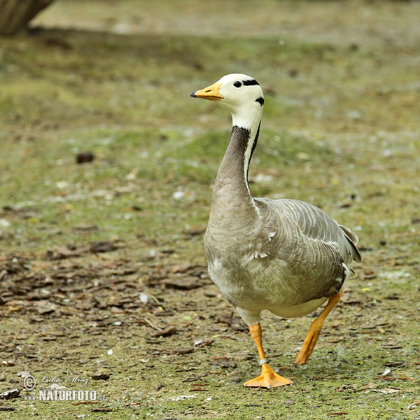 Husa indická (Anser indicus)