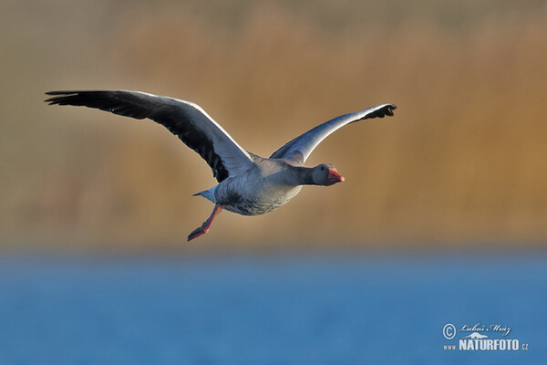 Husa velká (Anser anser)