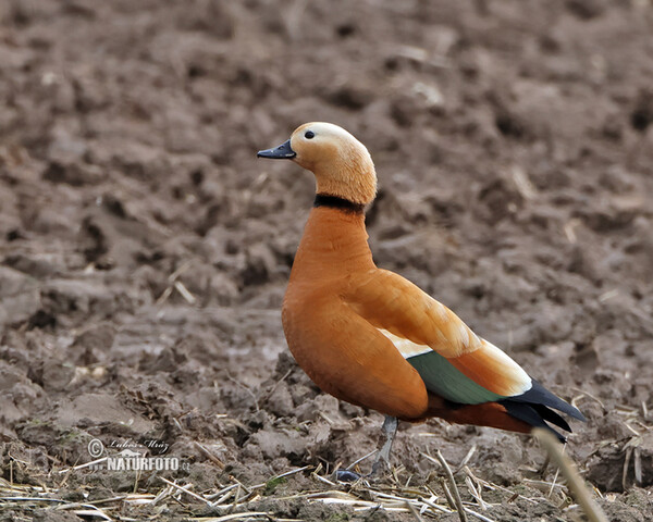 Husice rezavá (Tadorna ferrugienea)