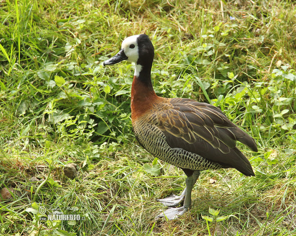 Husička vdovka (Dendrocygna viduata)