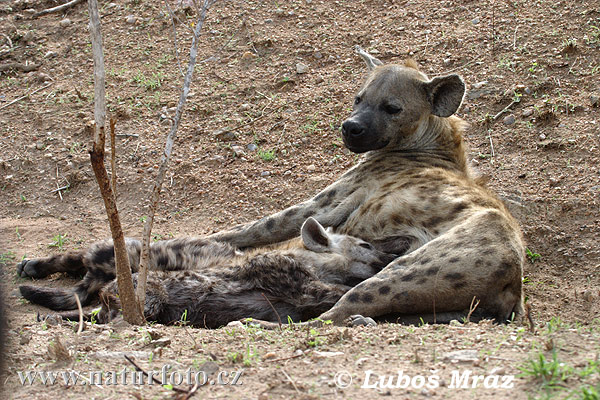 Hyena škvrnitá (Crocuta crocuta)