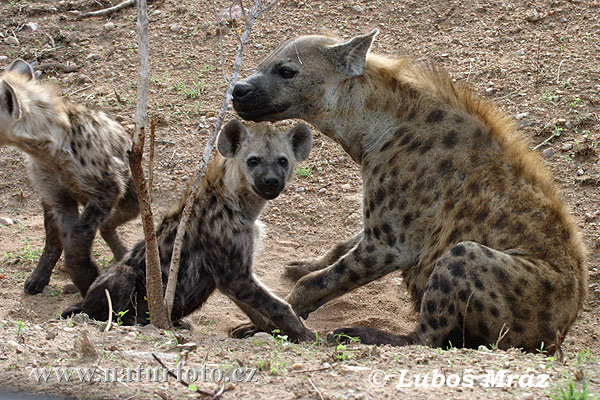 Hyena škvrnitá (Crocuta crocuta)