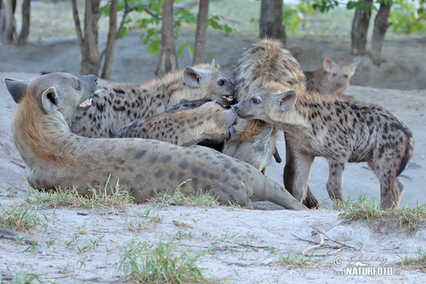 Hyena škvrnitá (Crocuta crocuta)