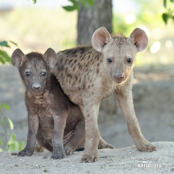 Hyena škvrnitá (Crocuta crocuta)