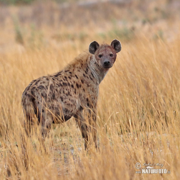 Hyena škvrnitá (Crocuta crocuta)