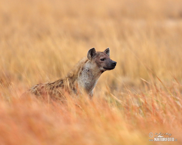 Hyena skvrnitá (Crocuta crocuta)