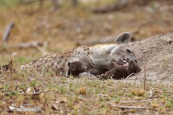 Hyena škvrnitá (Crocuta crocuta)