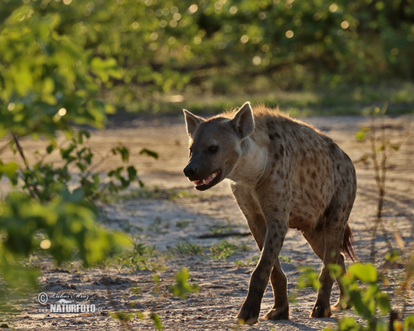 Hyena skvrnitá (Crocuta crocuta)