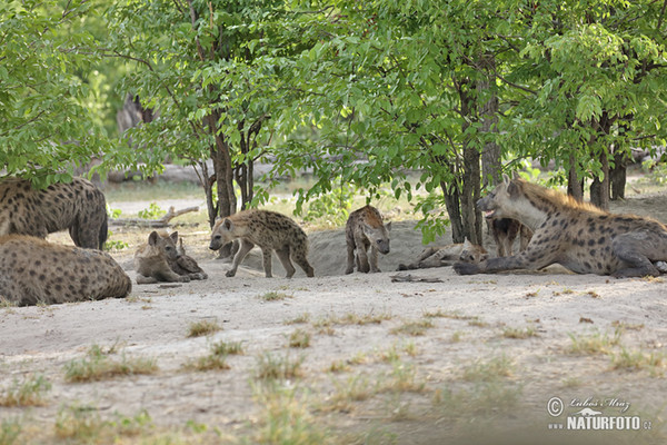 Hyena skvrnitá (Crocuta crocuta)