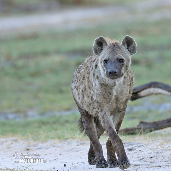 Hyena škvrnitá (Crocuta crocuta)