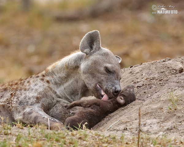 Hyena škvrnitá (Crocuta crocuta)