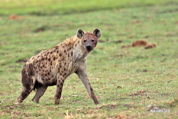 Hyena škvrnitá (Crocuta crocuta)