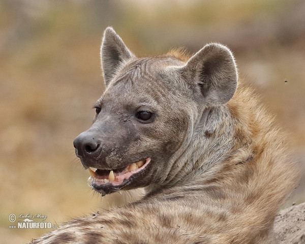 Hyena škvrnitá (Crocuta crocuta)