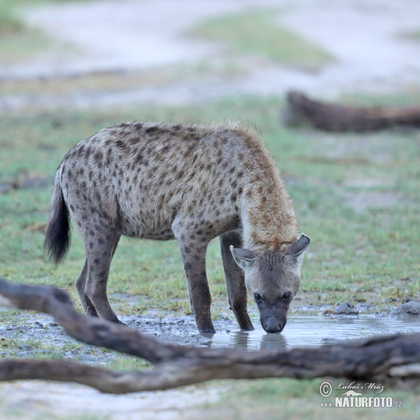 Hyena škvrnitá (Crocuta crocuta)