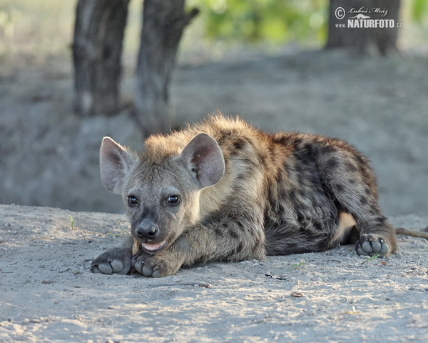 Hyena škvrnitá (Crocuta crocuta)