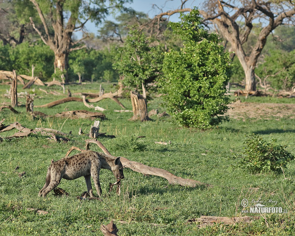 Hyena skvrnitá (Crocuta crocuta)