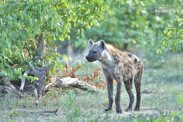 Hyena skvrnitá (Crocuta crocuta)