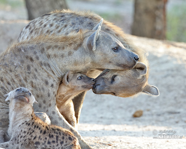 Hyena škvrnitá (Crocuta crocuta)