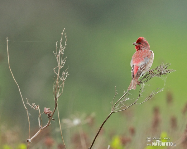 Hýl rudý (Carpodacus erythrinus)