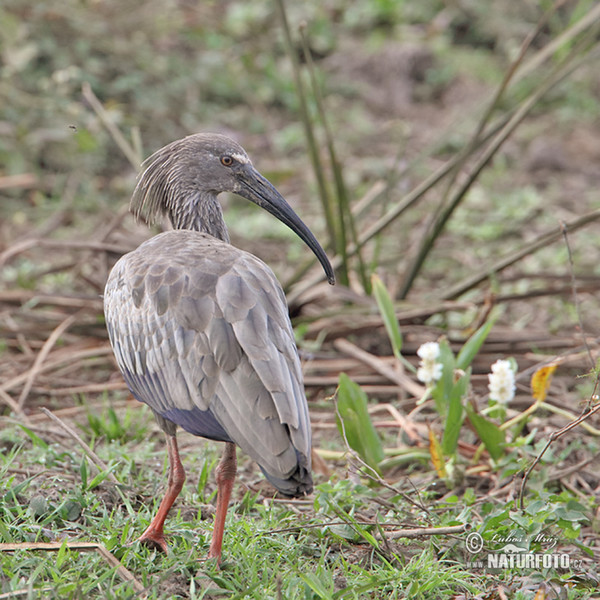 Ibis běločelý (Theristicus caerulescens)