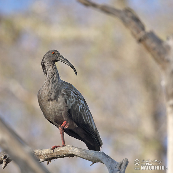 Ibis běločelý (Theristicus caerulescens)