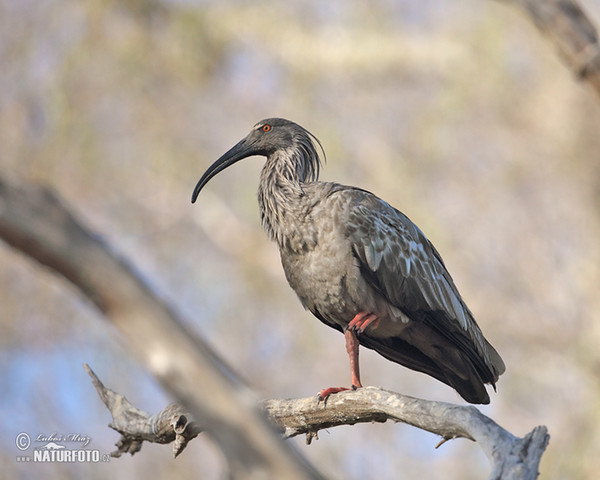 Ibis běločelý (Theristicus caerulescens)