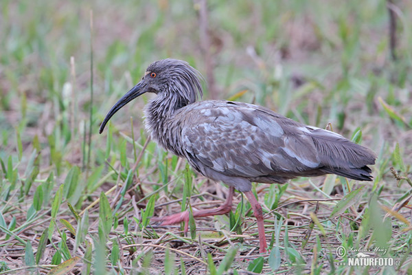 Ibis běločelý (Theristicus caerulescens)