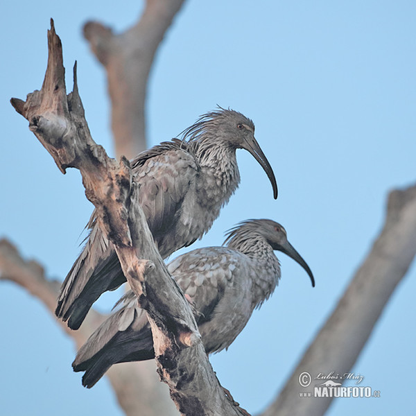 Ibis běločelý (Theristicus caerulescens)