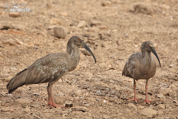 Ibis běločelý (Theristicus caerulescens)