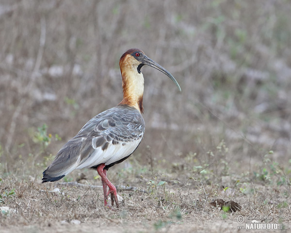 Ibis bělokřídlý (Theristicus caudatus)