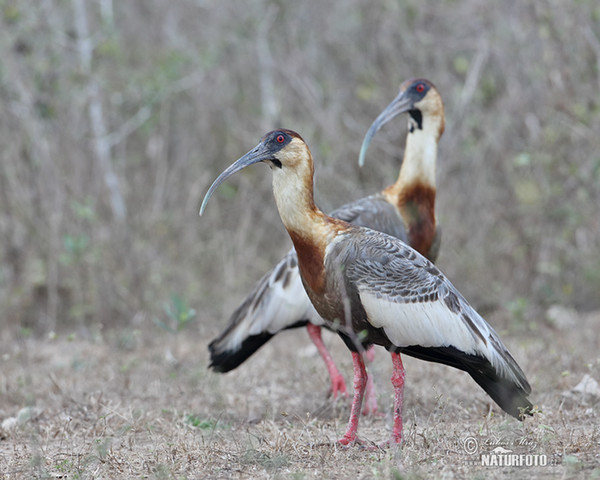 Ibis bělokřídlý (Theristicus caudatus)