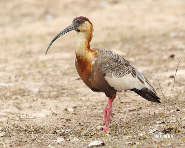 Ibis bělokřídlý (Theristicus caudatus)