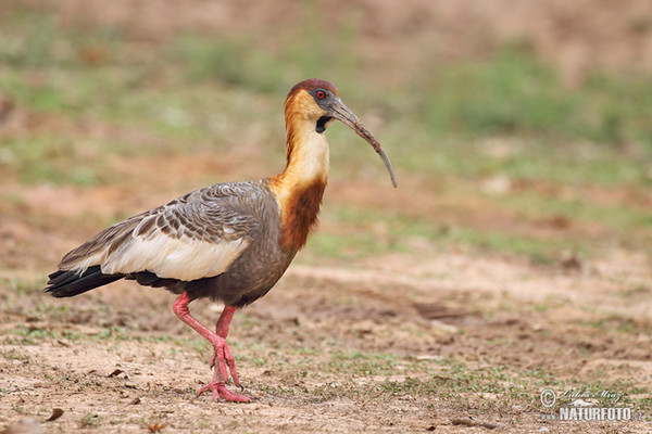 Ibis bělokřídlý (Theristicus caudatus)