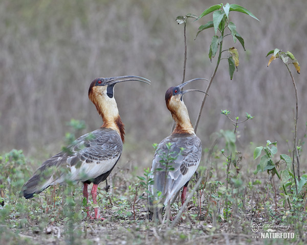 Ibis bělokřídlý (Theristicus caudatus)