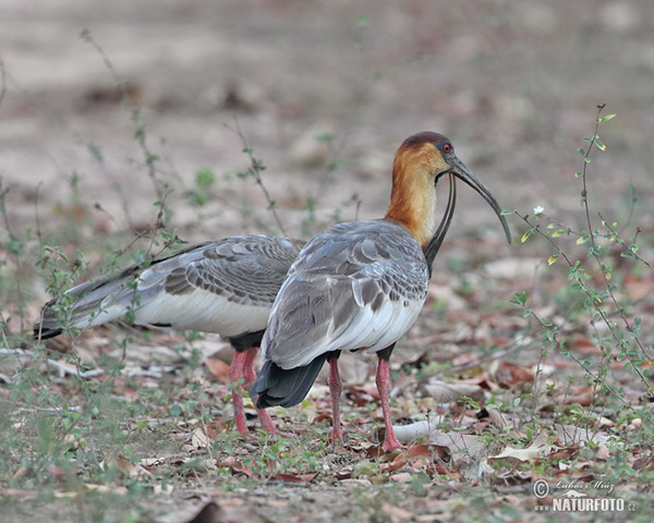 Ibis bělokřídlý (Theristicus caudatus)