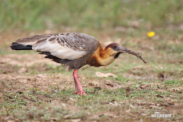 Ibis bělokřídlý (Theristicus caudatus)