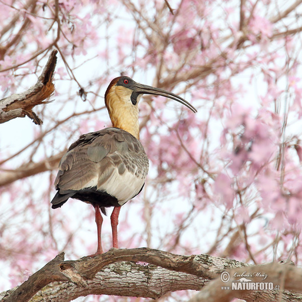 Ibis bělokřídlý (Theristicus caudatus)