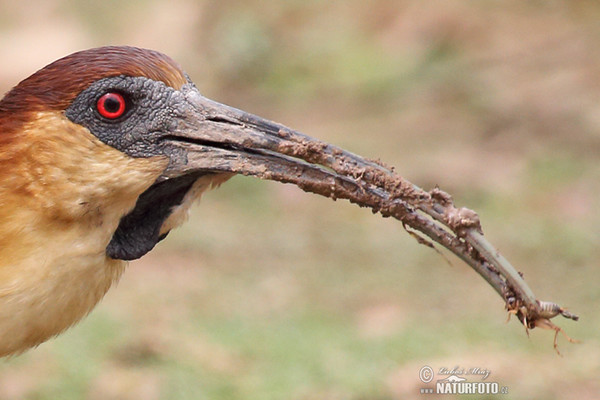 Ibis bělokřídlý (Theristicus caudatus)