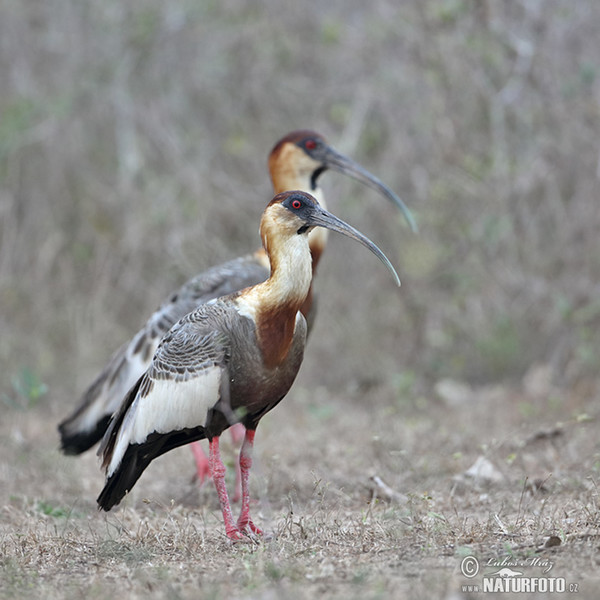 Ibis bělokřídlý (Theristicus caudatus)