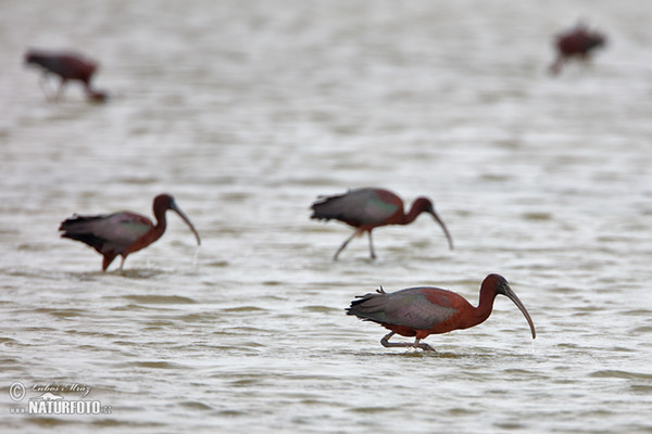 Ibis hnedý (Plegadis falcinellus)