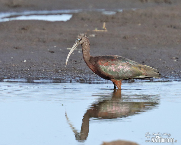 Ibis hnedý (Plegadis falcinellus)