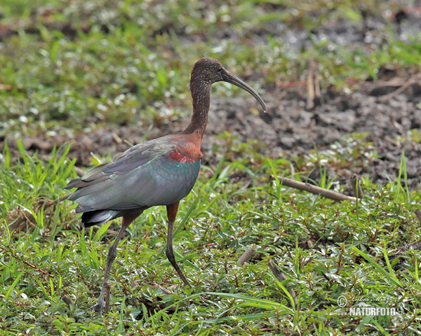 Ibis hnedý (Plegadis falcinellus)