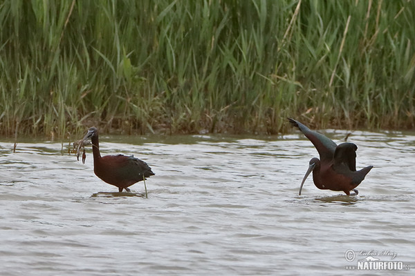 Ibis hnědý (Plegadis falcinellus)