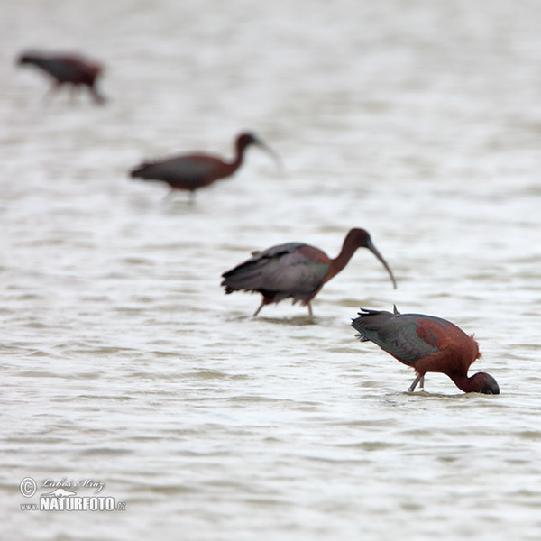 Ibis hnědý (Plegadis falcinellus)