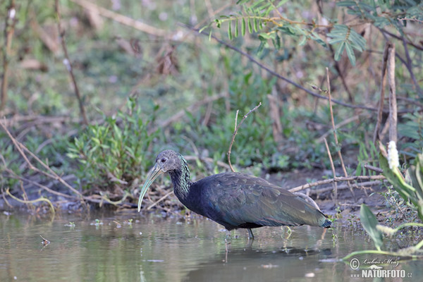 Ibis lesní (Mesembrinibis cayennensis)