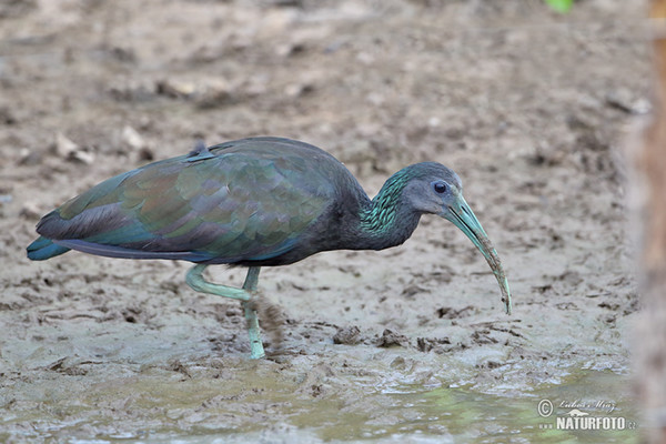 Ibis lesní (Mesembrinibis cayennensis)