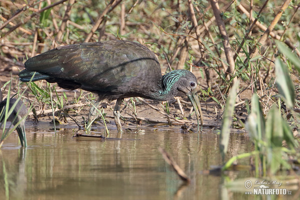 Ibis lesní (Mesembrinibis cayennensis)